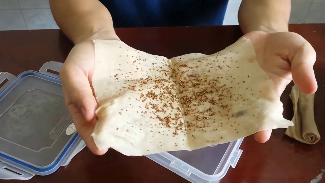 Hạt dâu tây đang được ủ trong khăn ẩm, bước chuẩn bị quan trọng để tăng tỷ lệ nảy mầm