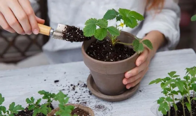 Cây dâu tây con được tách ra và trồng vào từng chậu riêng biệt để đảm bảo sự phát triển tối ưu