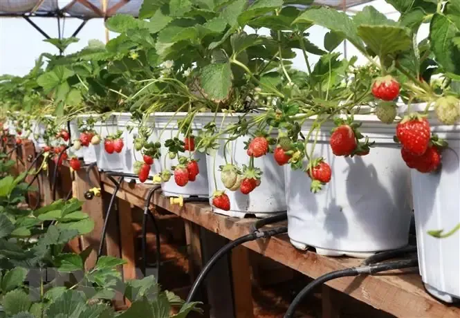 Cây dâu tây con sau khi được trồng trên giàn, lá xanh đậm và rễ phát triển