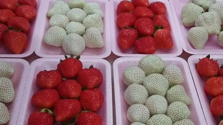 Hình ảnh dâu tây đỏ F1 đang phát triển khỏe mạnh