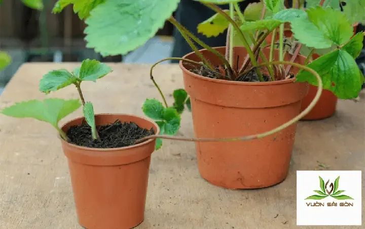 Hướng dẫn chi tiết cách tách nhánh (chồi chạy) dâu tây Hana để nhân giống