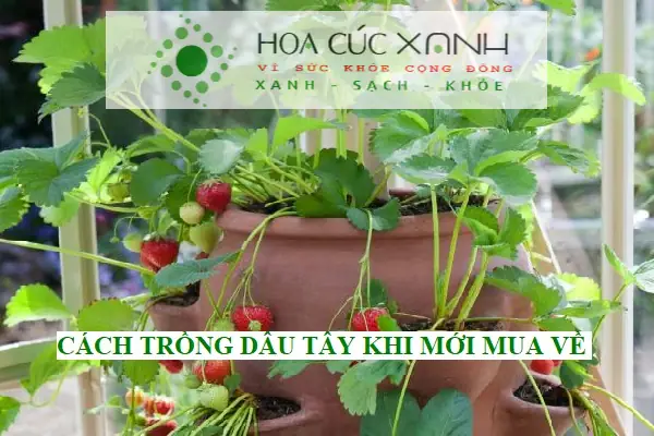 Hướng Dẫn Cách Trồng Dâu Tây Trong Chậu Chi Tiết Từ A Đến Z
