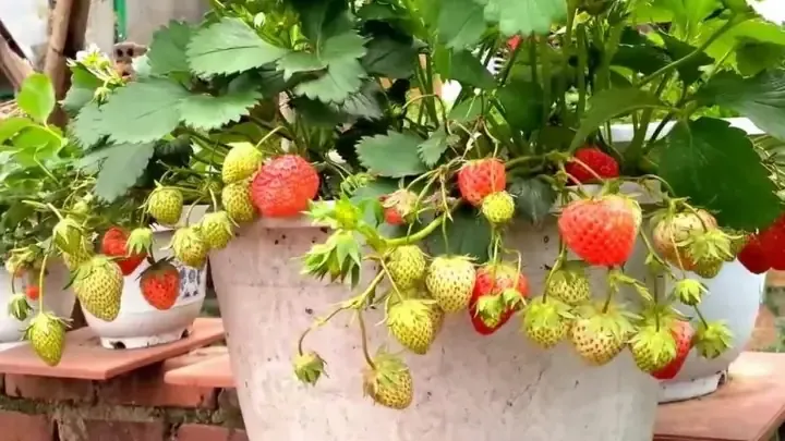 Giá thể tơi xốp và giàu dinh dưỡng là yếu tố quyết định sự thành công của cách trồng dâu tây ở miền Nam