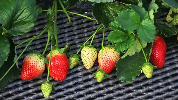 Cần quan sát kỹ lá dâu tây để phát hiện sớm các dấu hiệu của sâu bệnh, một phần quan trọng trong cách trồng dâu tây ở miền Nam