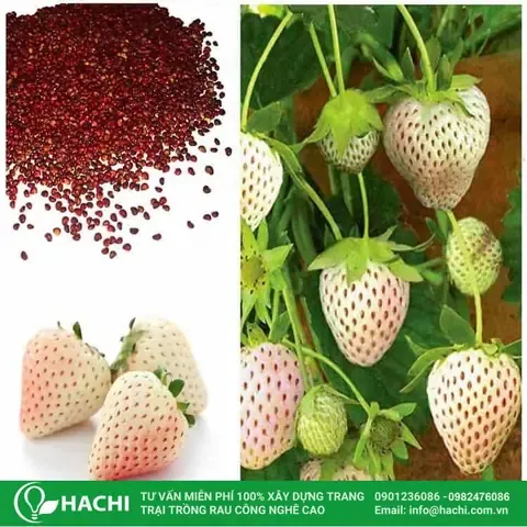 Những Thứ Cần Chuẩn Bị Khi Trồng Dâu Tây Thủy Canh Tại Nhà