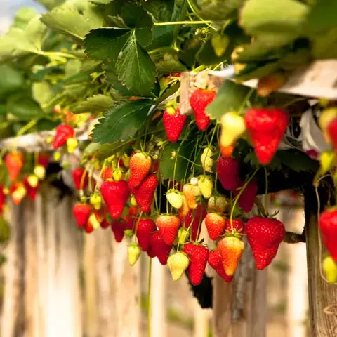 Kỹ Thuật Trồng Dâu Tây Thủy Canh Cho Trái To Căng Mọng