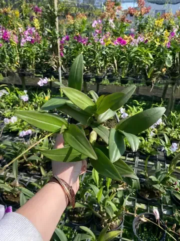 Kỹ thuật Chăm Sóc Lan Dendro Mini Yaya sau khi ra hoa