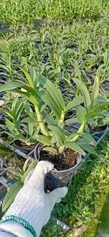 Chăm Sóc Lan Dendro Mini Yaya với chế độ ánh sáng phù hợp