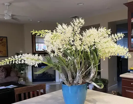 Chậu trồng lan Dendro Úc với giá thể tối ưu