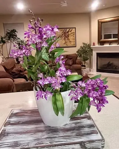 Biện pháp phòng trừ sâu bệnh tổng hợp cho lan Dendro Úc