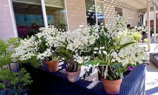 Chăm sóc lan Dendro Úc, đảm bảo đủ nước và phân bón