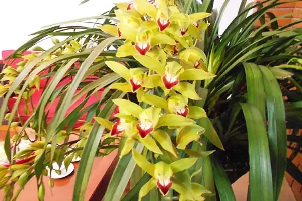 Đặc điểm hình thái của địa lan Trần Mộng