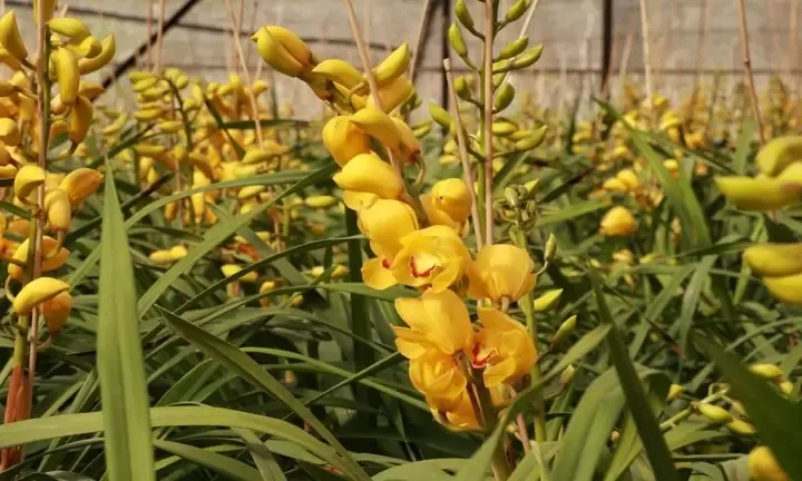 Hoa Địa Lan - Loài hoa sang trọng được ưa chuộng vào dịp Tết