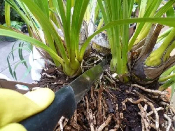 Tách khóm địa lan để chuẩn bị trồng