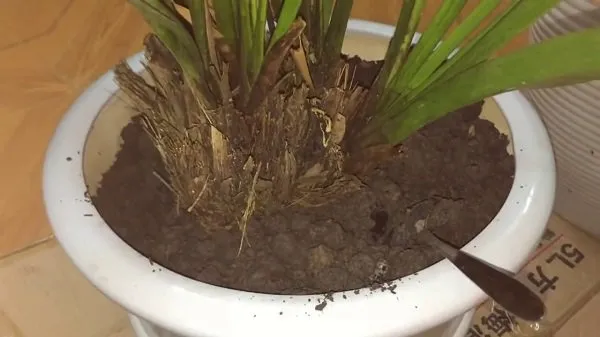 Cố định khóm lan giống trong chậu