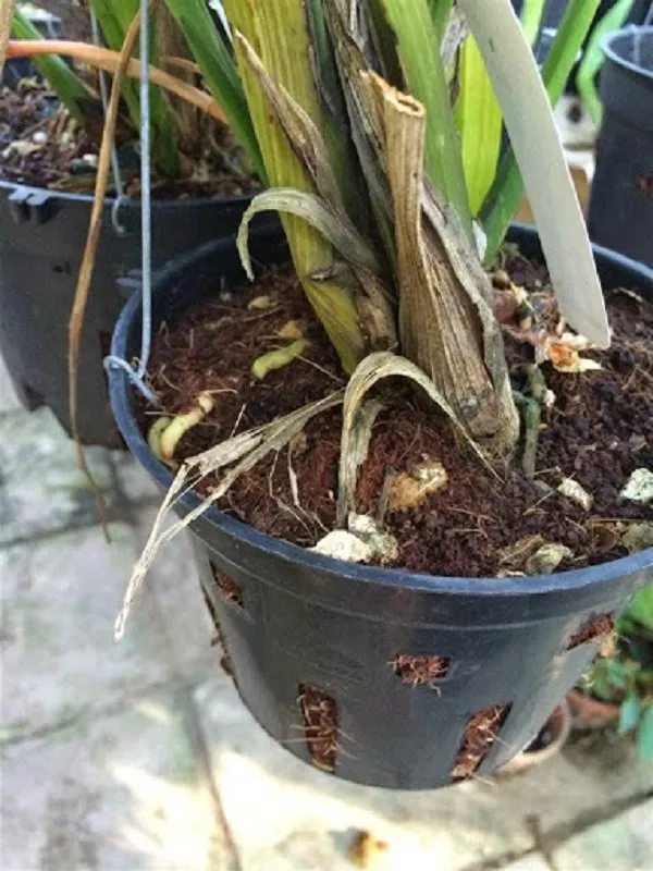 Chậu địa lan đã được trồng và chăm sóc kỹ lưỡng