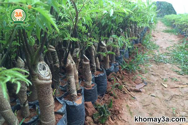 Kỹ Thuật Cách Trồng Đinh Lăng Lấy Củ Đạt Năng Suất Và Giá Trị Cao