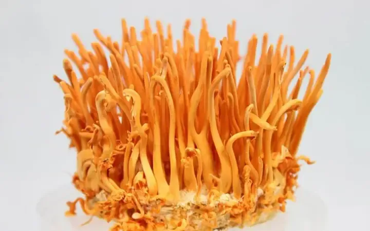 Quy trình nuôi cấy đông trùng hạ thảo tươi trong phòng thí nghiệm