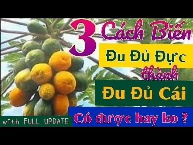 Cách Trồng Đu Đủ Từ Hạt: Hướng Dẫn Chi Tiết Từ A Đến Z Cho Người Mới Cách Trồng Đu Đủ Từ Hạt: Hướng Dẫn Chi Tiết Từ A Đến Z Cho Người Mới