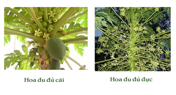 Cách Trồng Đu Đủ Từ Hạt: Hướng Dẫn Chi Tiết Từ A Đến Z Cho Người Mới Cách Trồng Đu Đủ Từ Hạt: Hướng Dẫn Chi Tiết Từ A Đến Z Cho Người Mới