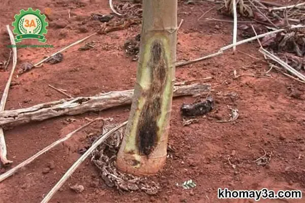 Đu đủ lùn ruột đỏ đang phát triển khỏe mạnh sau khi trồng, thân thấp