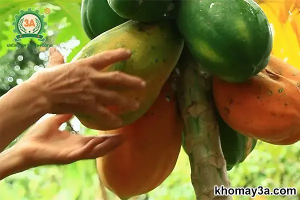 Kỹ thuật làm đất và lên luống chuẩn bị trồng đu đủ lùn ruột đỏ