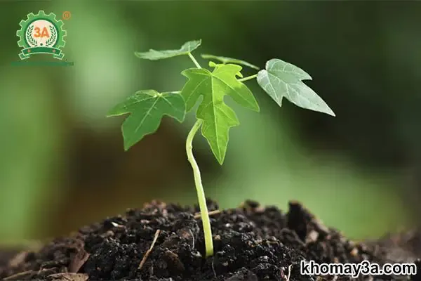 Thu hoạch và bảo quản quả đu đủ lùn ruột đỏ đạt chất lượng thương phẩm