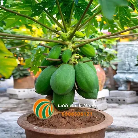 Kỹ Thuật Cách Trồng Cây Đu Đủ Toàn Diện Đạt Năng Suất Cao