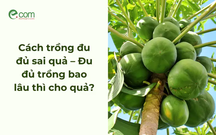 Hướng Dẫn Kỹ Thuật Chi Tiết: Cách Trồng Dưa Hấu Ruột Vàng Đạt Năng Suất Cao