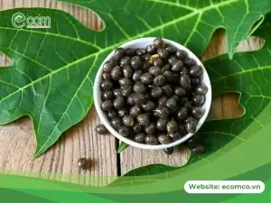 Chuẩn Bị Đất Và Giống Để Trồng Cây Đu Đủ Sai Quả