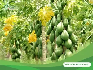 Cách Gieo Hạt Đu Đủ