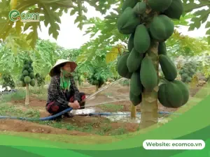 Thời Vụ Trồng Và Mật Độ Trồng