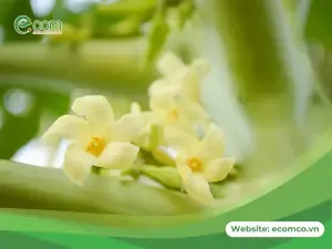 Đu Đủ Trồng Mấy Tháng Có Trái?