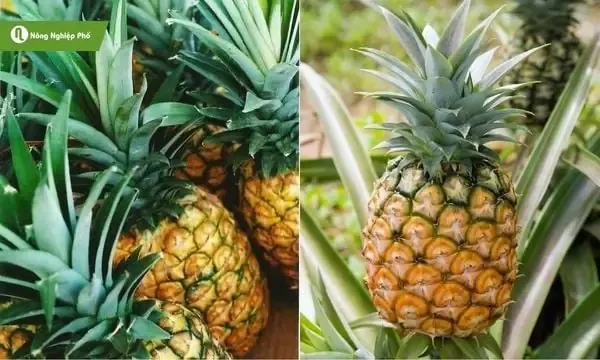 Giống Dứa Trồng Phổ Biến Và Tiêu Chuẩn Chồi Giống Khỏe Mạnh