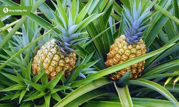 Yếu Tố Về Đất Trồng Cho Dứa Đạt Năng Suất Cao