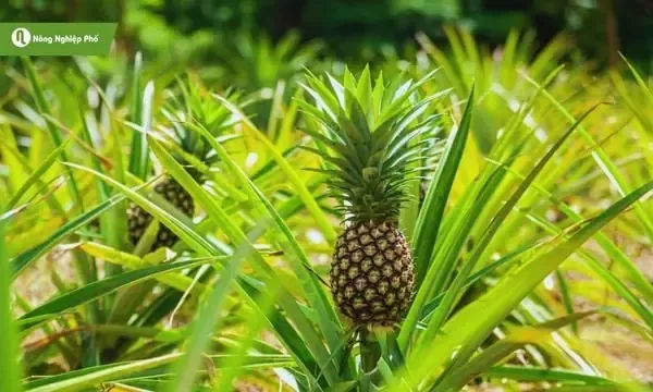 Thời Vụ Trồng Dứa Theo Từng Vùng Và Mùa Khí Hậu