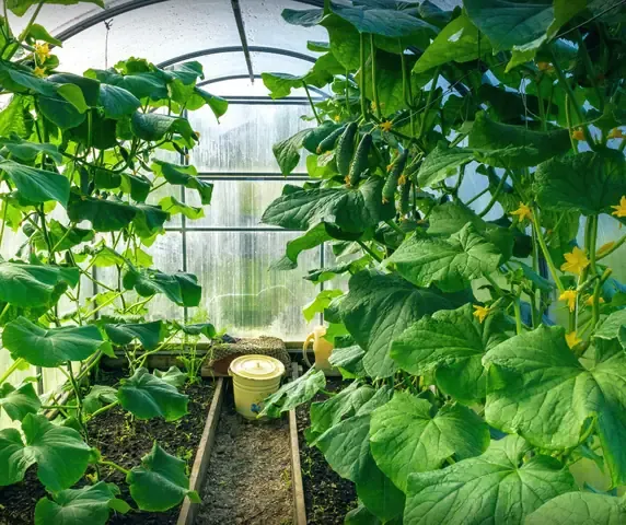 Dưa chuột tươi ngon thu hoạch từ vườn không bị đắng