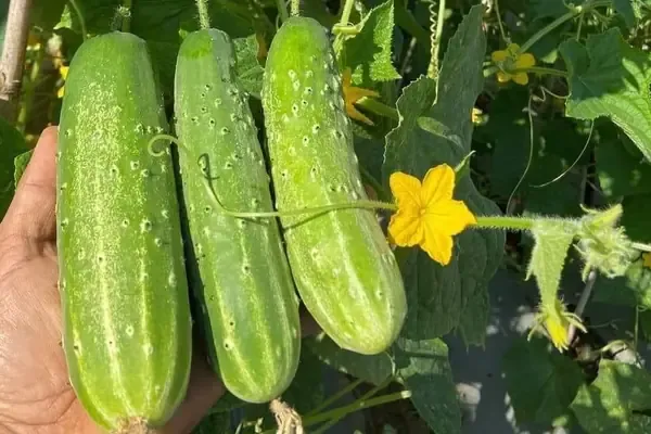 Cây dưa chuột khỏe mạnh đang leo giàn trong vườn