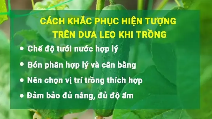Cây dưa chuột được che chắn khỏi ánh nắng gắt