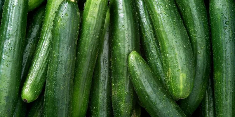 Kỹ thuật chăm sóc cơ bản trong cách trồng dưa chuột ra nhiều quả