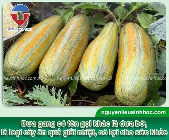 Cách Trồng Cây Bí Ngô Từ A Đến Z Cho Năng Suất Cao Và Quả Chất Lượng