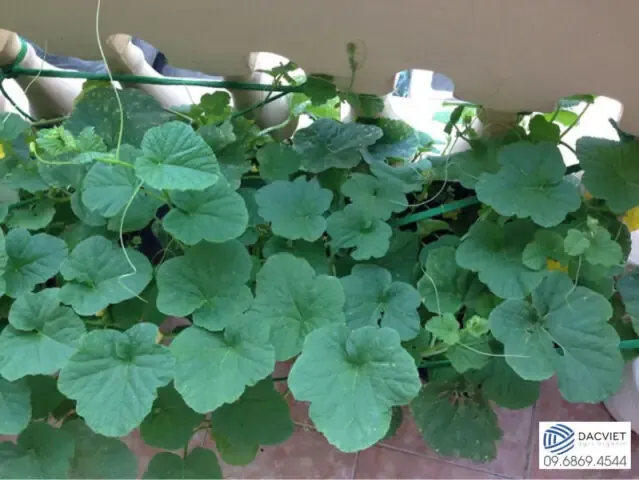 Làm Giàn, Vun Gốc Và Tỉa Cành Lá