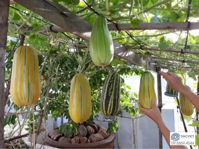 Đất Trồng Lý Tưởng Cho Dưa Gang