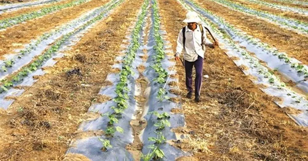 Cách trồng dưa hấu: Sơ đồ mật độ và khoảng cách