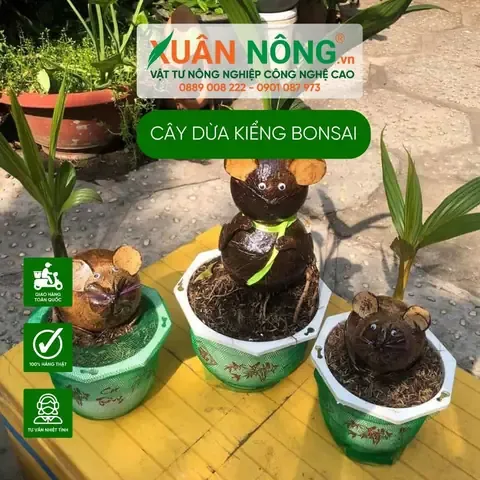 Ý nghĩa phong thủy của dừa kiểng bonsai trong không gian sống