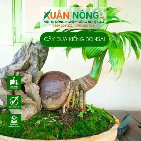 Điều kiện nhiệt độ và độ ẩm tối ưu cho quy trình ươm mầm dừa bonsai