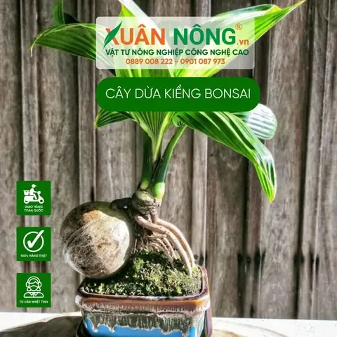 Quy trình thay chậu định kỳ cho dừa kiểng bonsai để đảm bảo dinh dưỡng