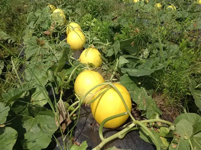 Kỹ thuật lên luống và trồng dưa kim hoàng hậu theo quy trình