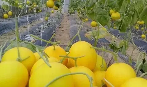 Dưa kim hoàng hậu F1 đang trong giai đoạn phát triển trái