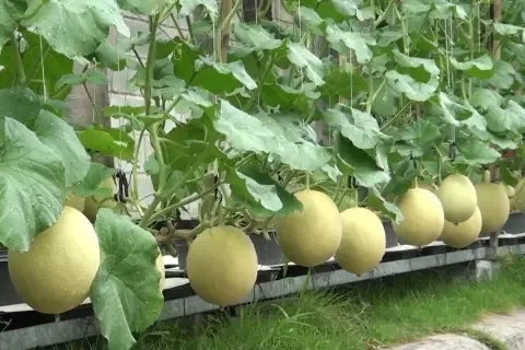 Dưa lê và dưa lưới phát triển khỏe mạnh trên giàn trên sân thượng